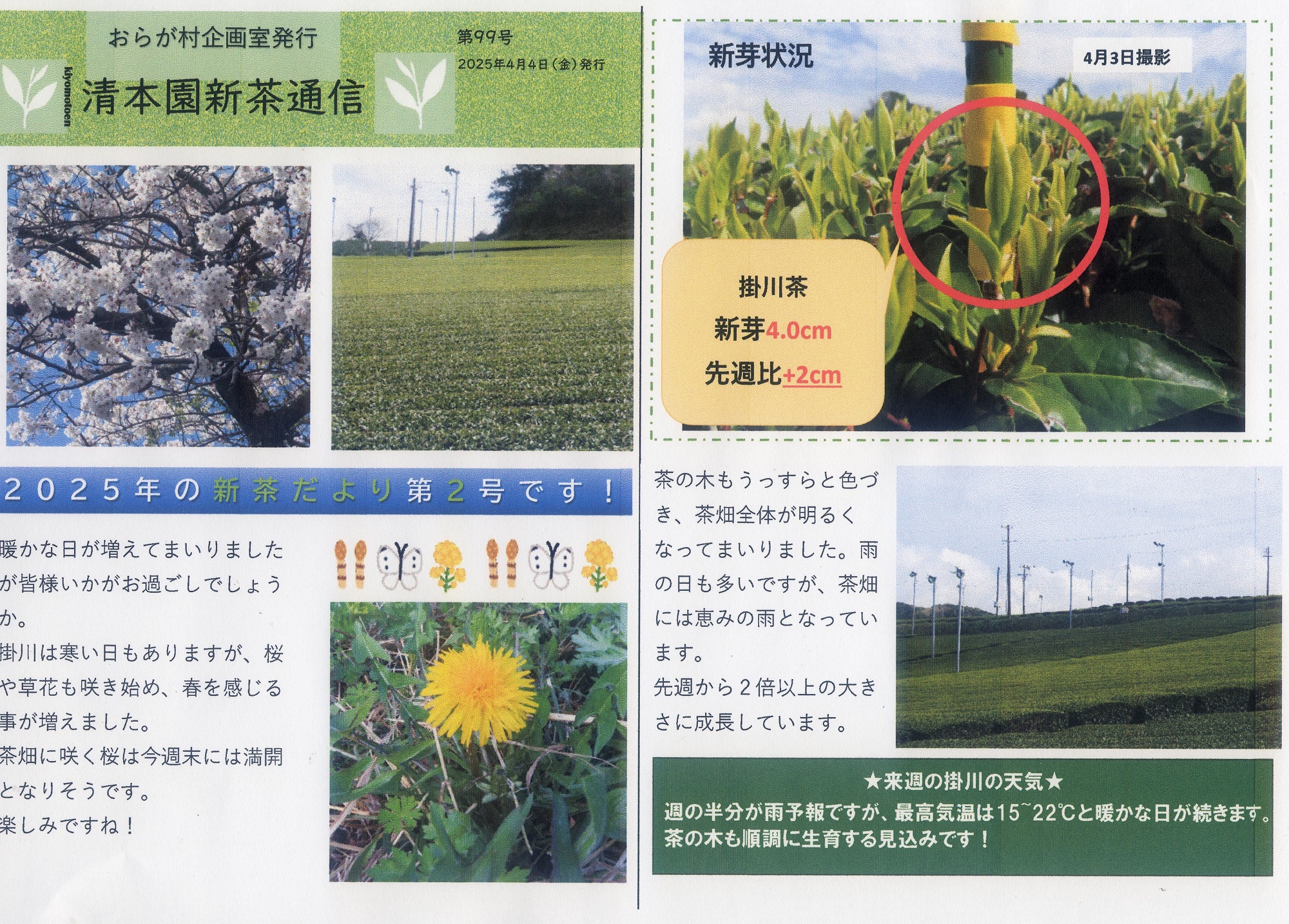 清本園新茶通信