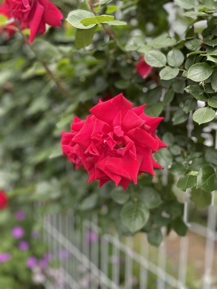 薔薇