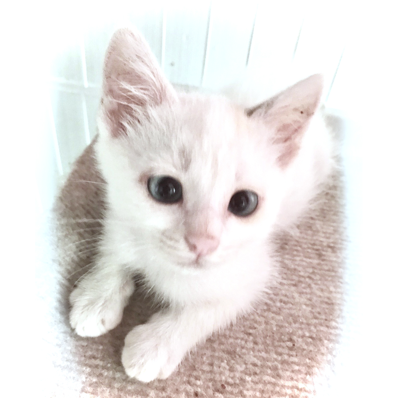 猫の絵のモデル　大好きな保護猫のペルちゃん