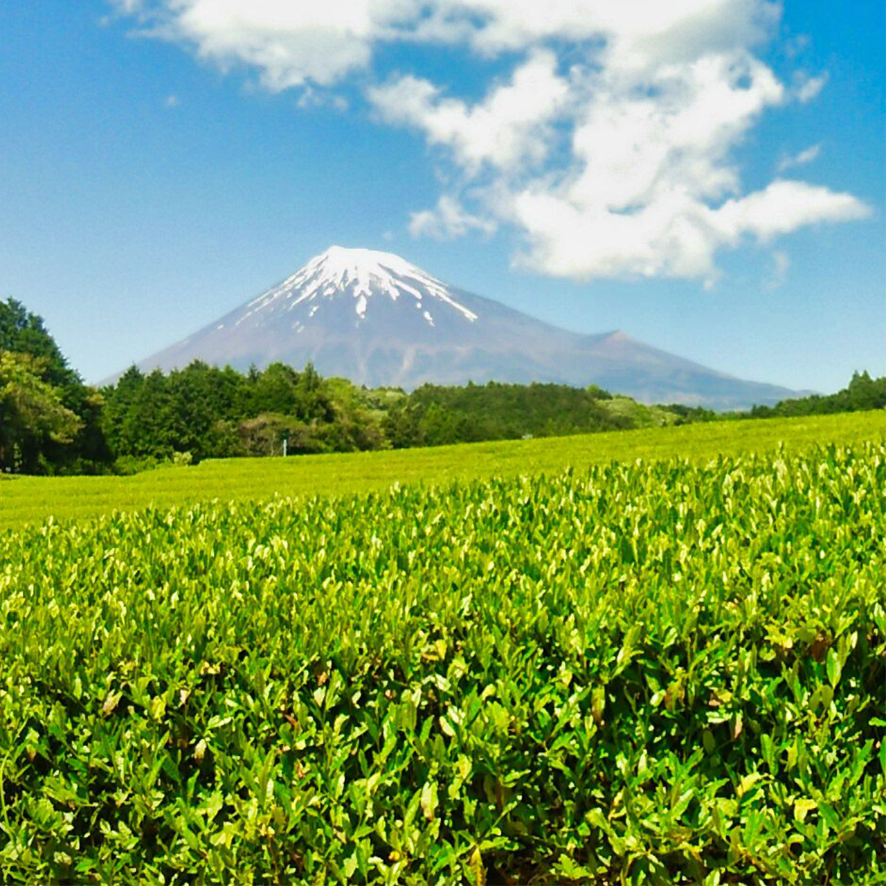 ご家庭で美味しいお茶を楽しみませんか。