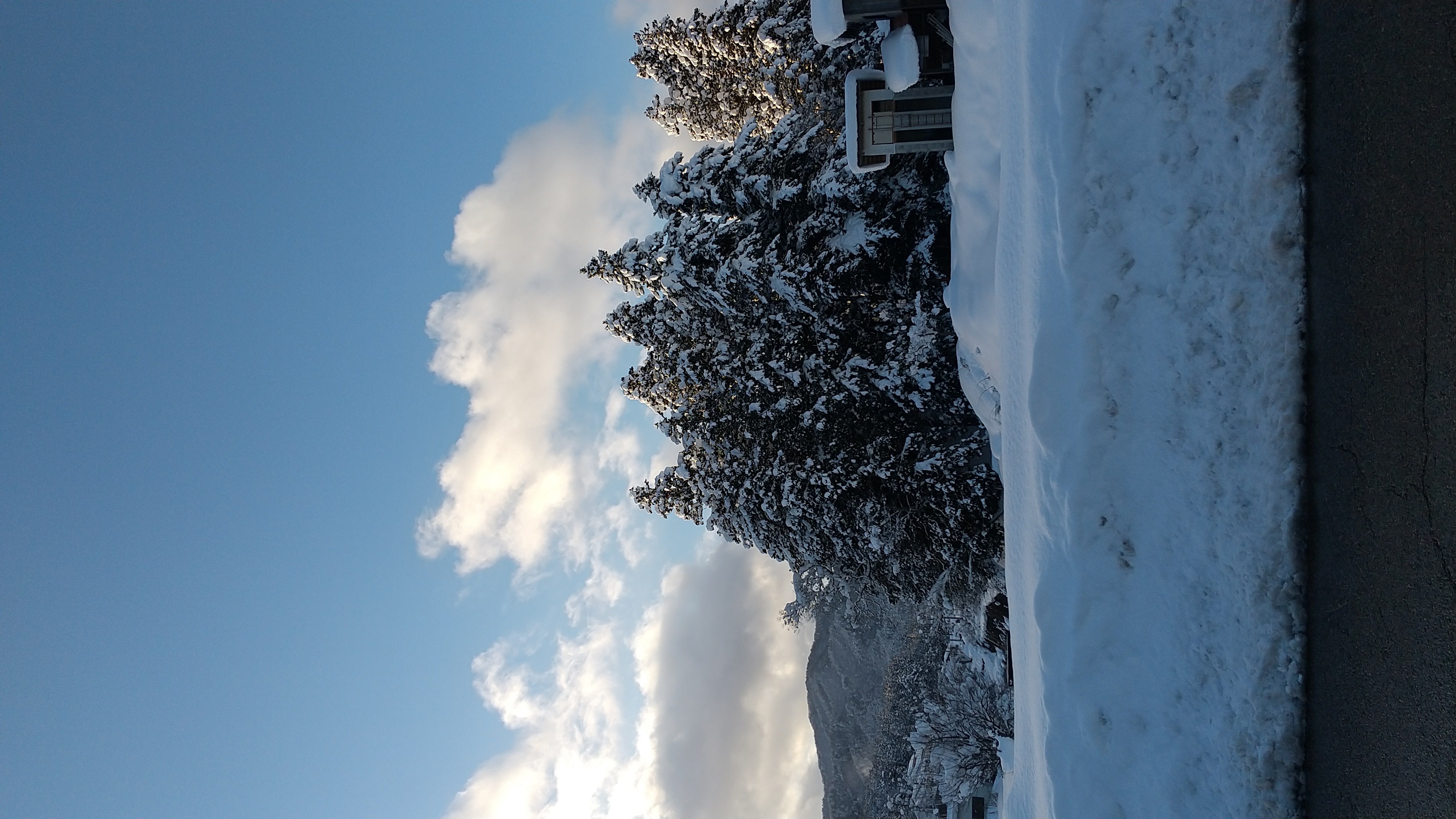 今年は大雪ですね。