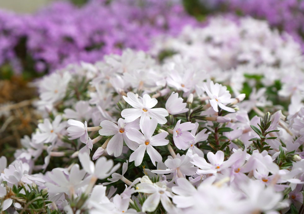 春の花の季節(^^♪