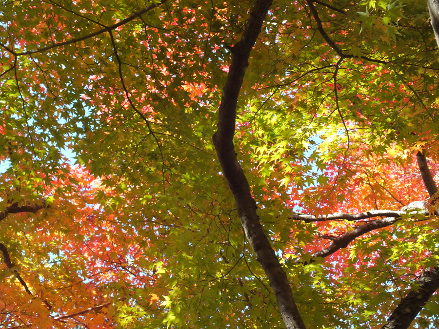紅葉の季節