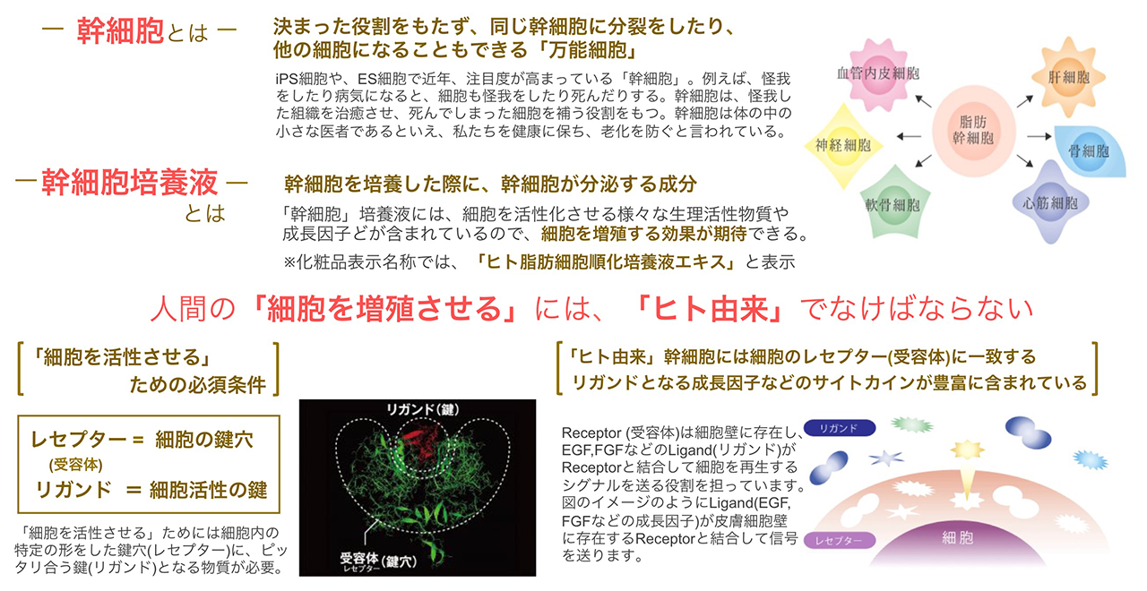 幹細胞とは