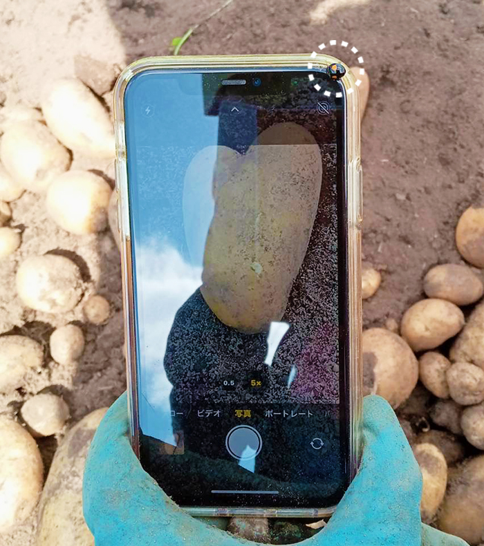 聖美農園倶楽部日誌 ~ハートのじゃがいもとてんとう虫~