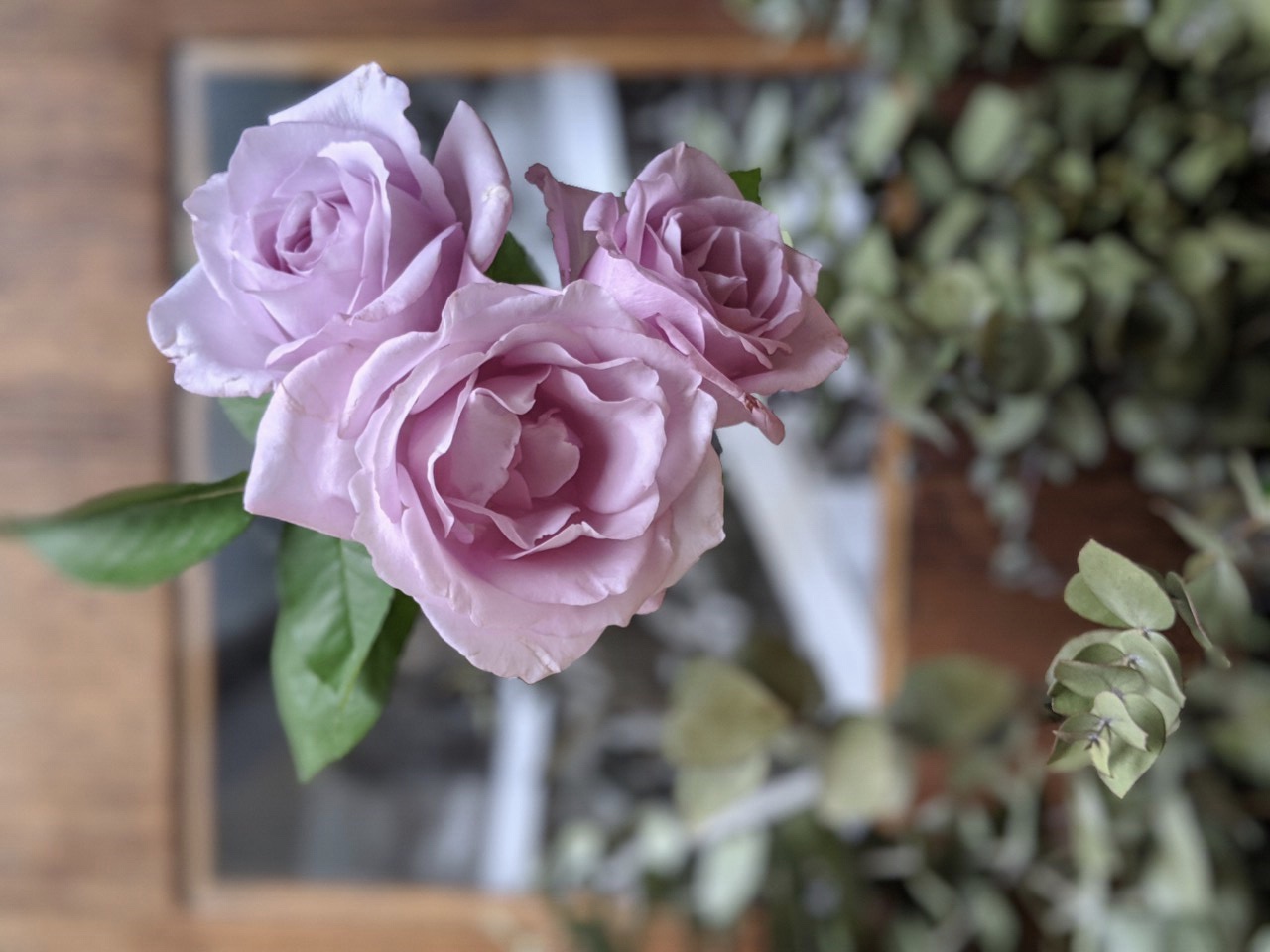 薔薇の花言葉｜色・本数・つぼみによる意味の違い