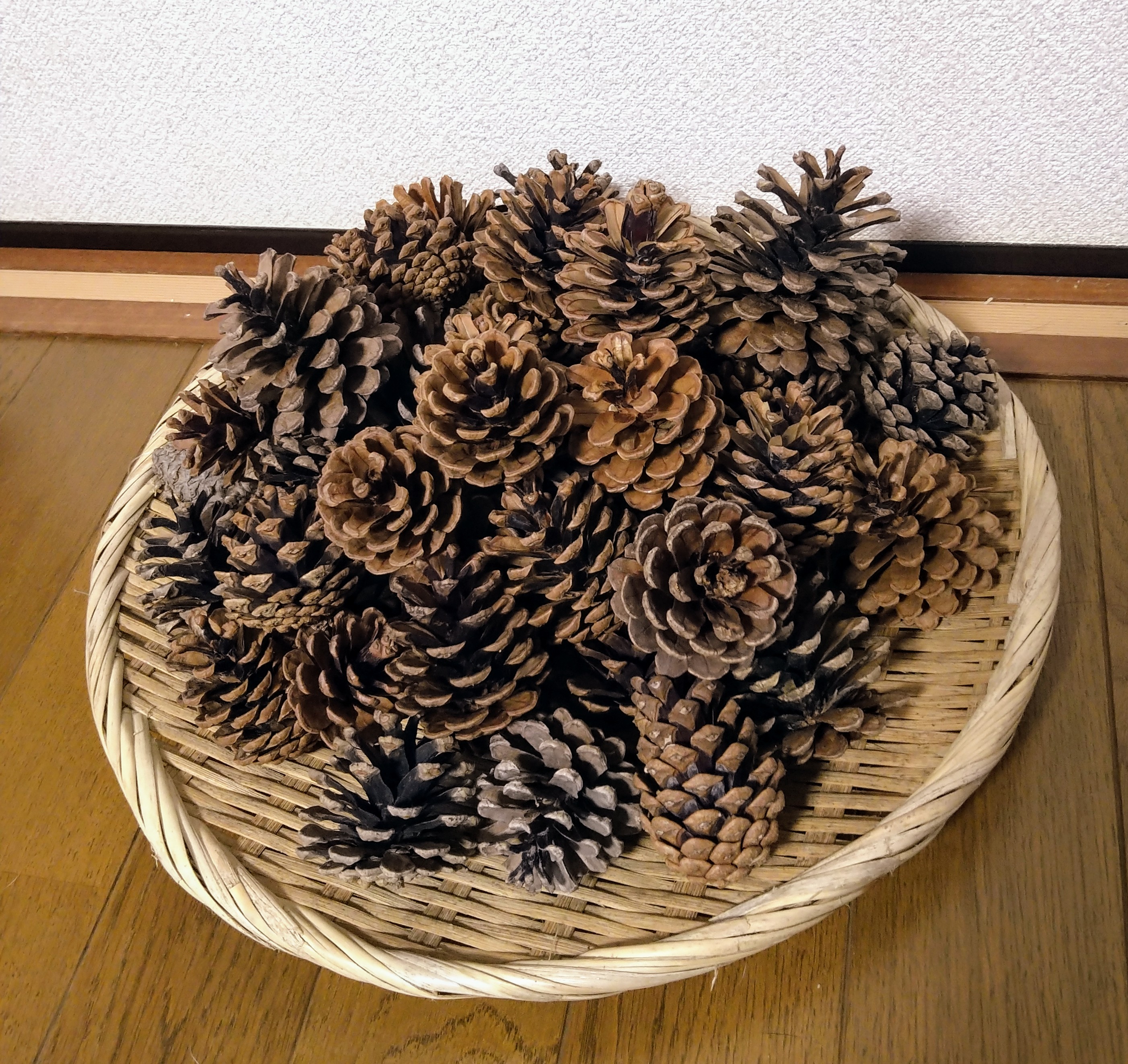 松ぼっくりは食べられる？青ぼっくりとは？青ぼっくりの効能と活用方法について