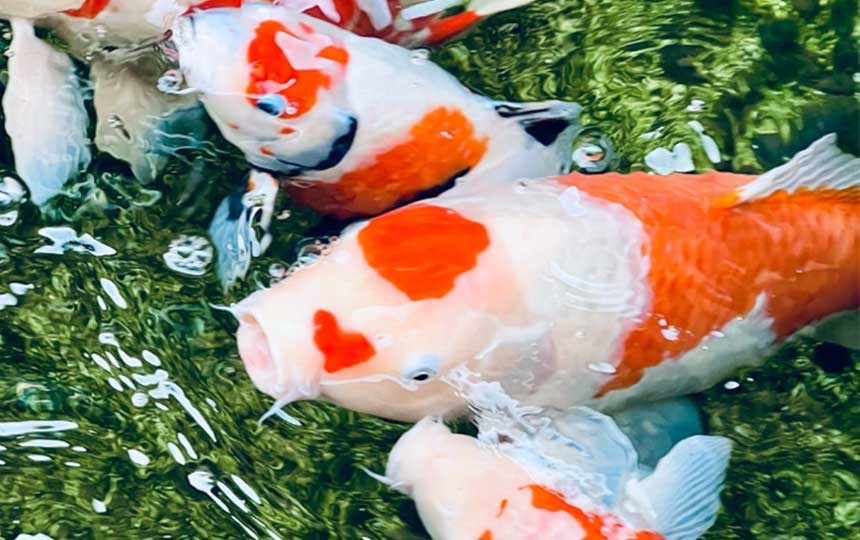 【ブログ更新】早期特典あと２時間✨ほんとうの幸せとは