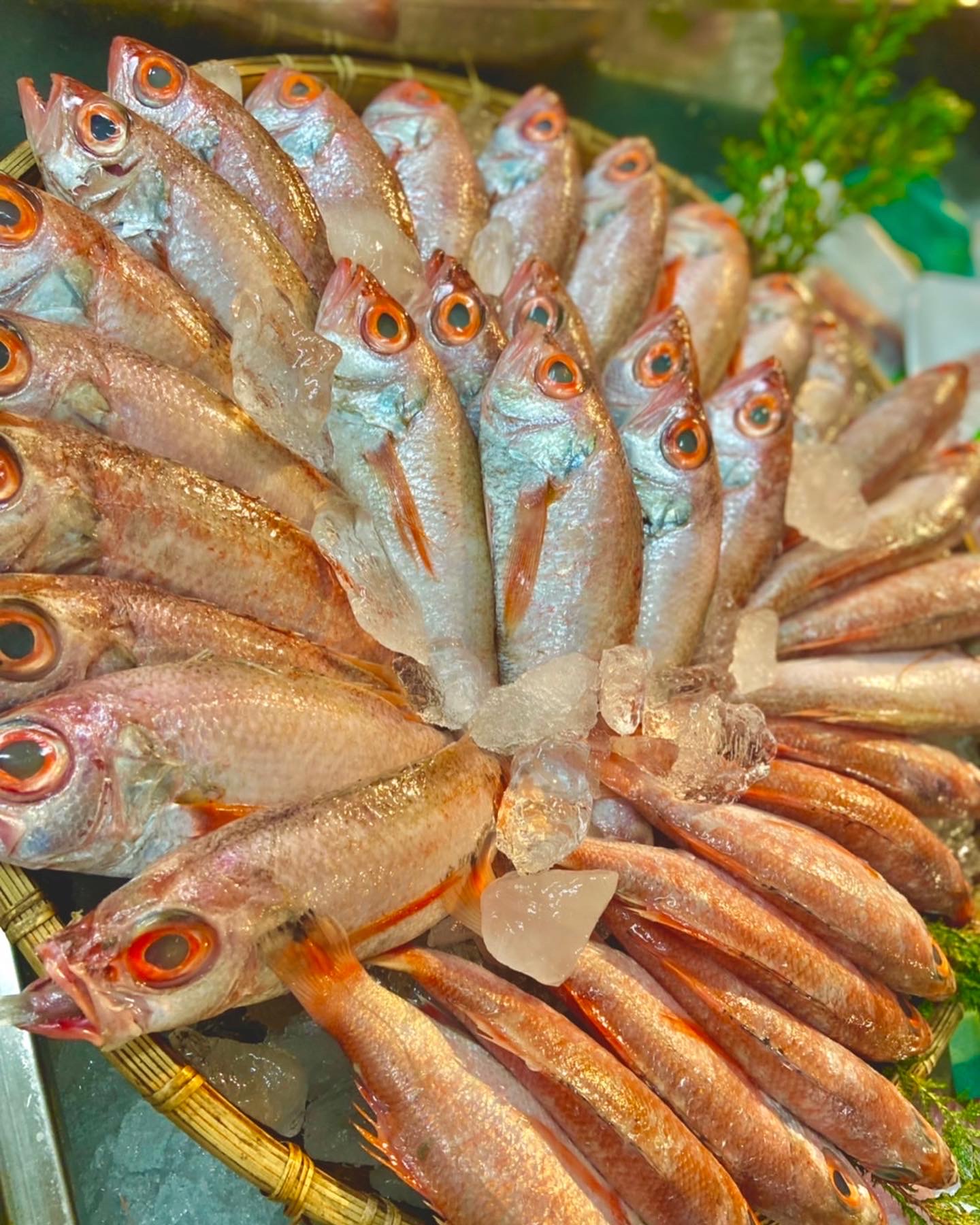 明けましておめでとうございます🐟