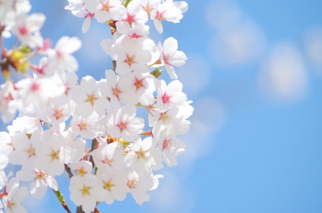 春の桜まつり！幸せを呼ぶ「桜貝」プレゼント！
