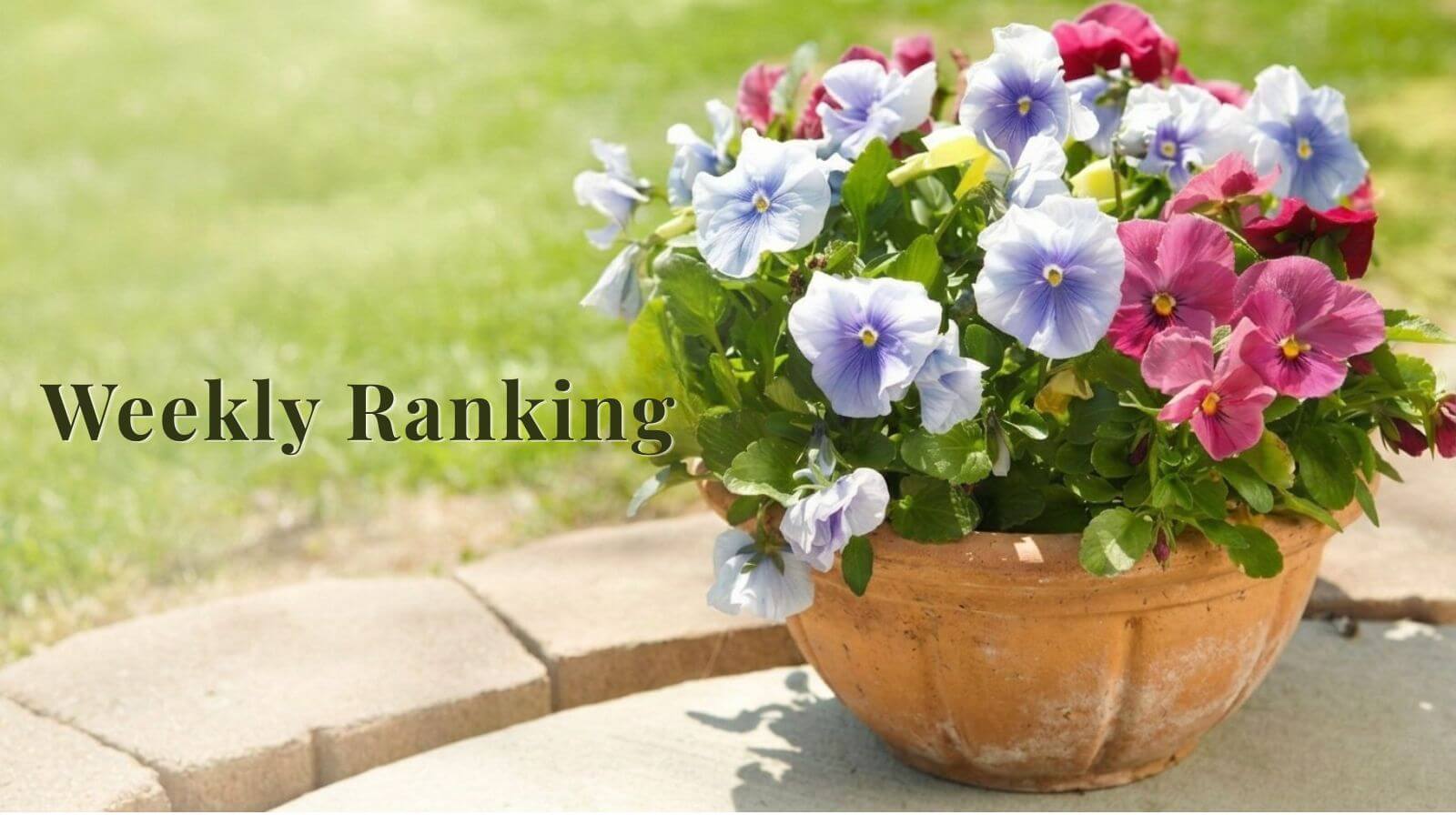 春の流れが動く🌿今週のアンシェントメモリーオイル ランキング