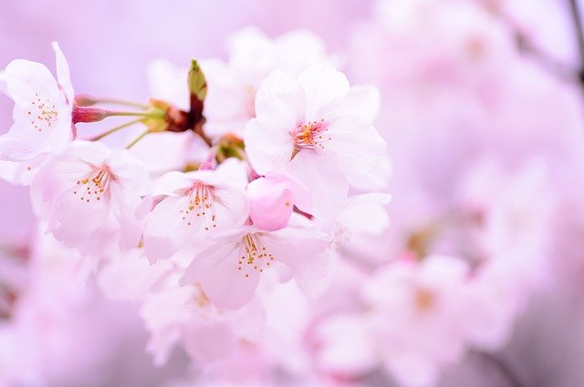 桜の季節に楽しみたいオイル♪