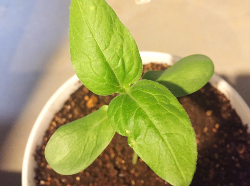 今年も大量のひまわりを植えました！