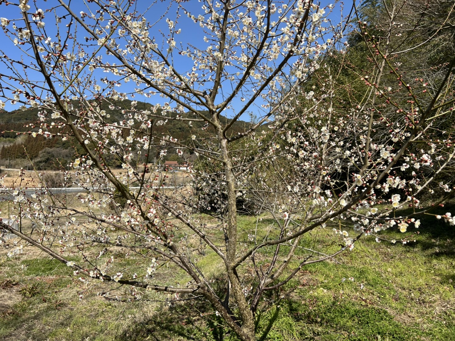 今年は梅の咲が遅いのかな