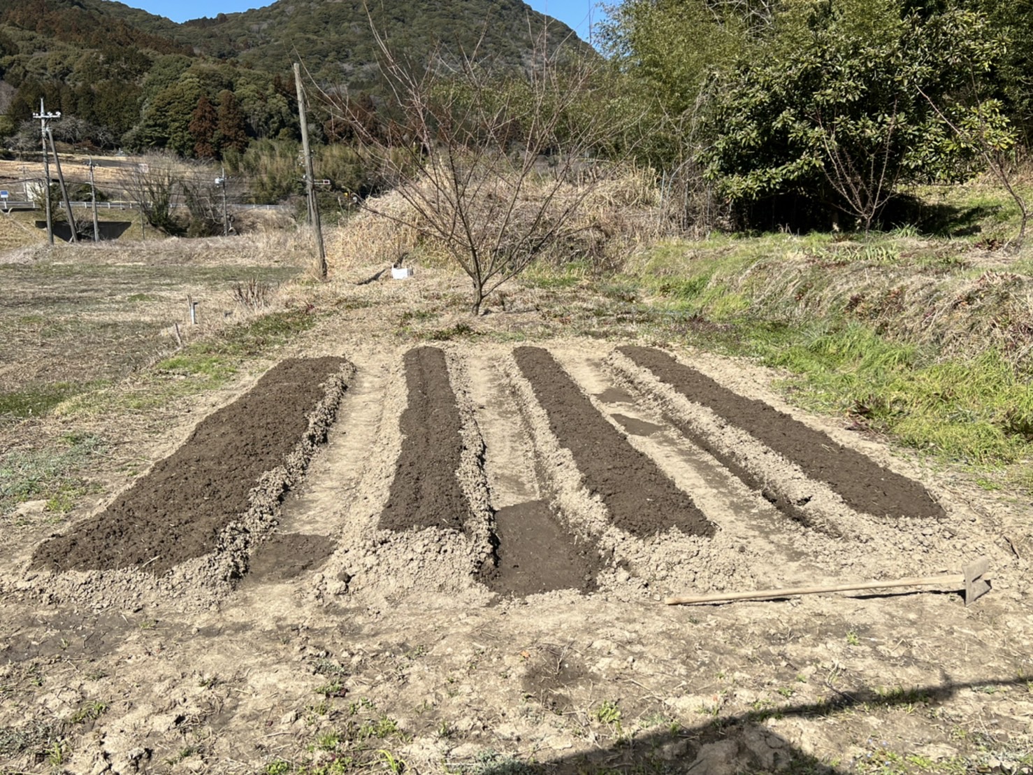 シソ畑を耕し終えました