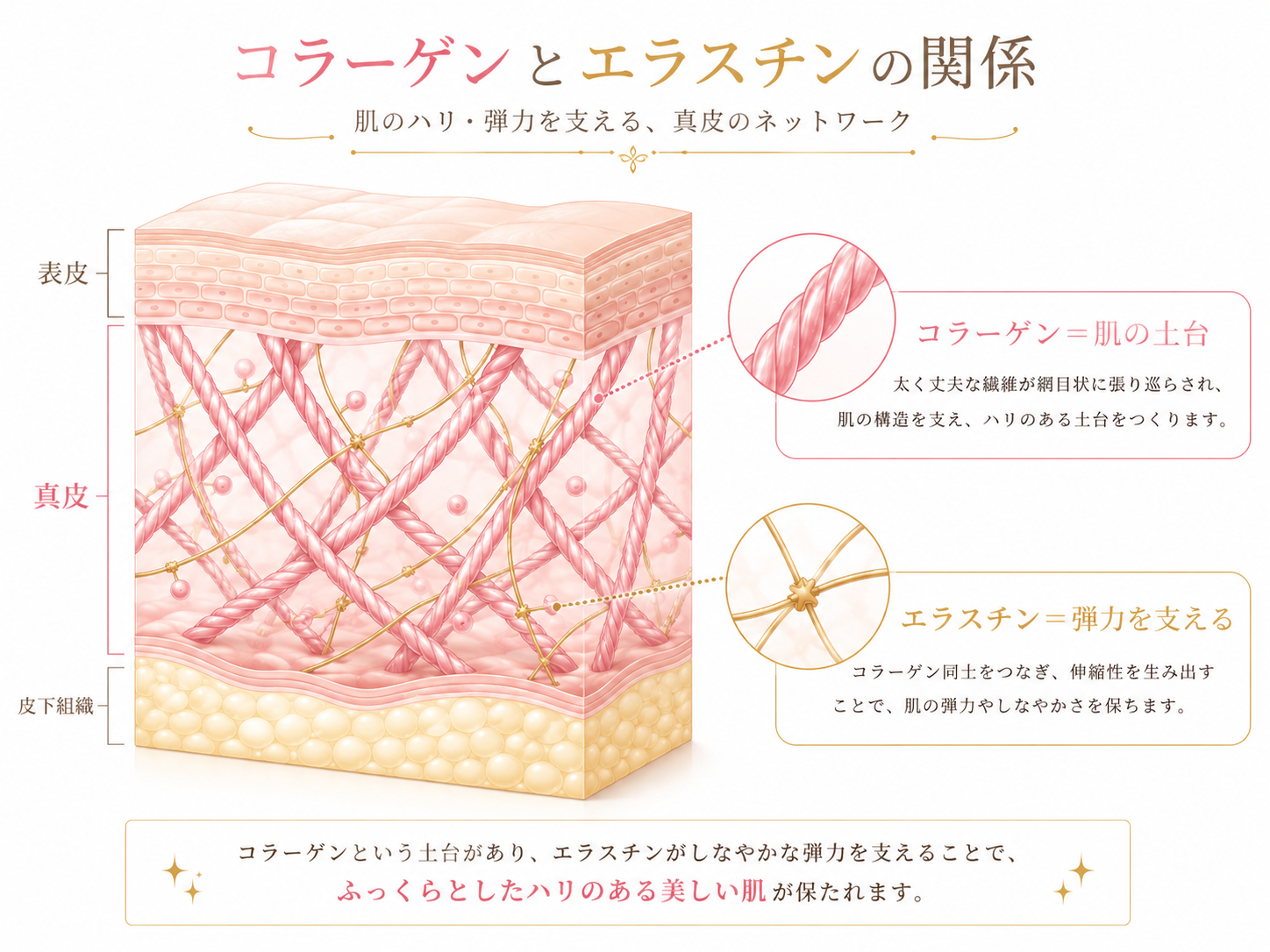 美しさの秘訣はここにあった！エラスチンとコラーゲンを効果的に摂取する方法とは？