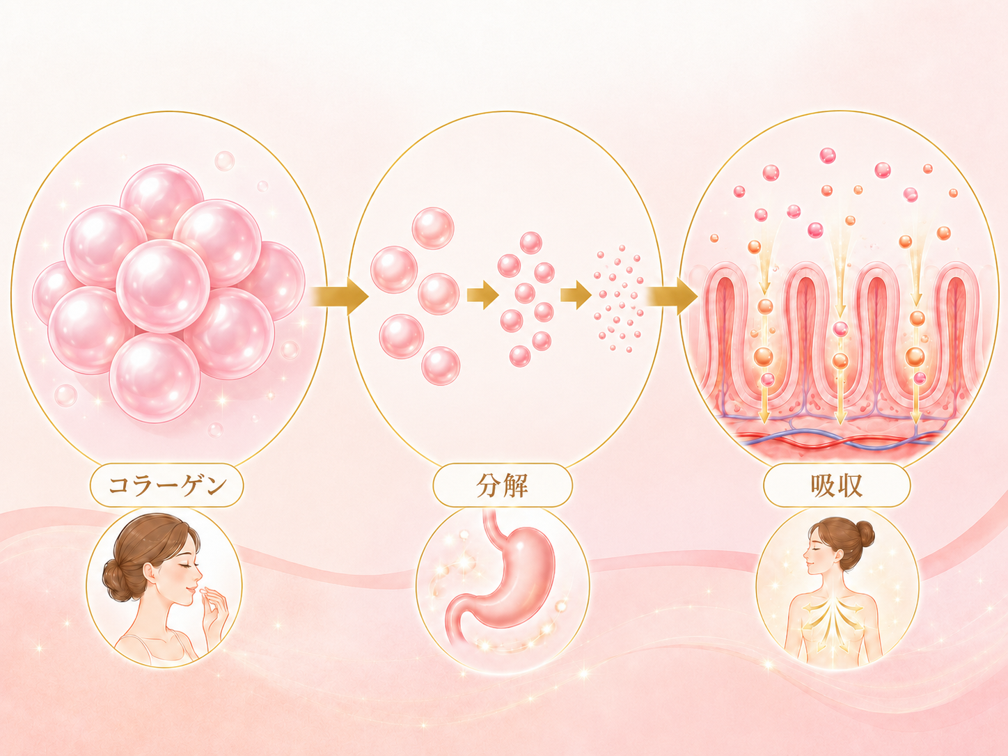コラーゲンは食べても意味がない？吸収の仕組みと上手な摂り方を解説