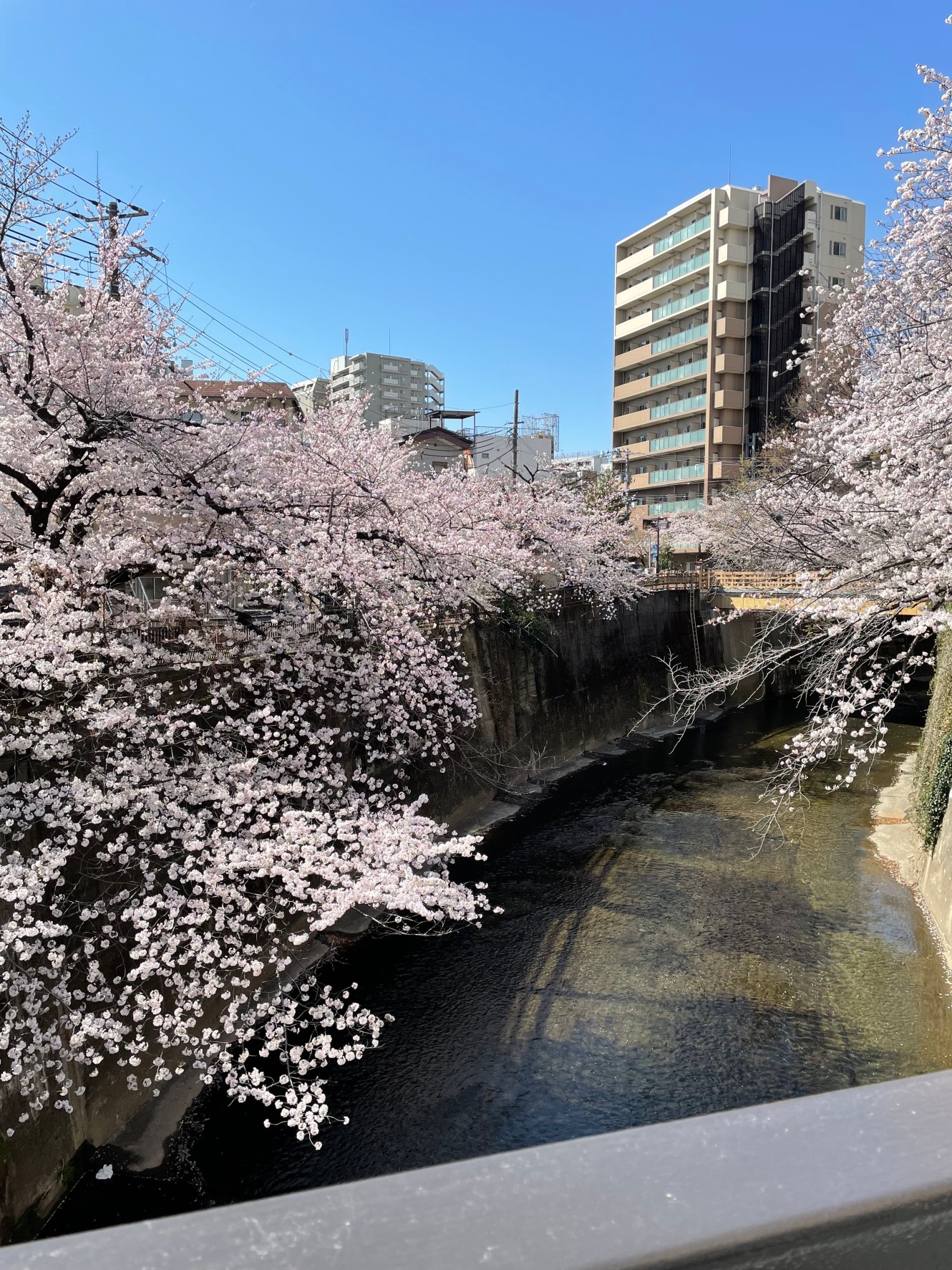 桜が綺麗に咲いてますね～ヾ(o´∀｀o)ﾉ