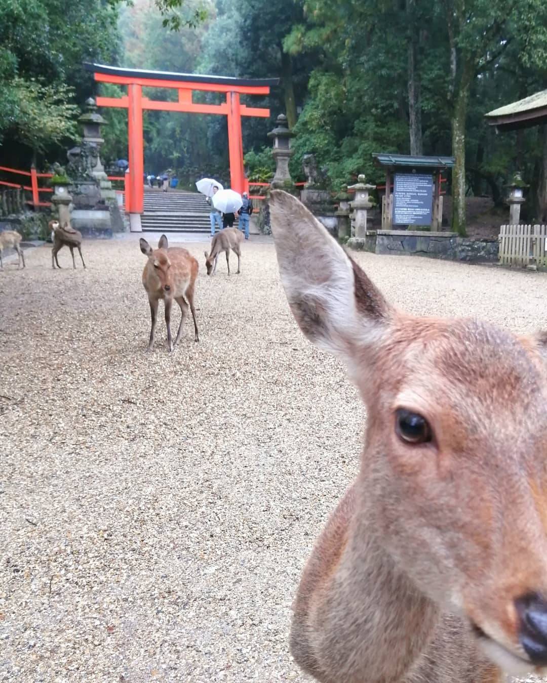 秋の奈良へ🍁小旅行のお供のキャンバスバッグ