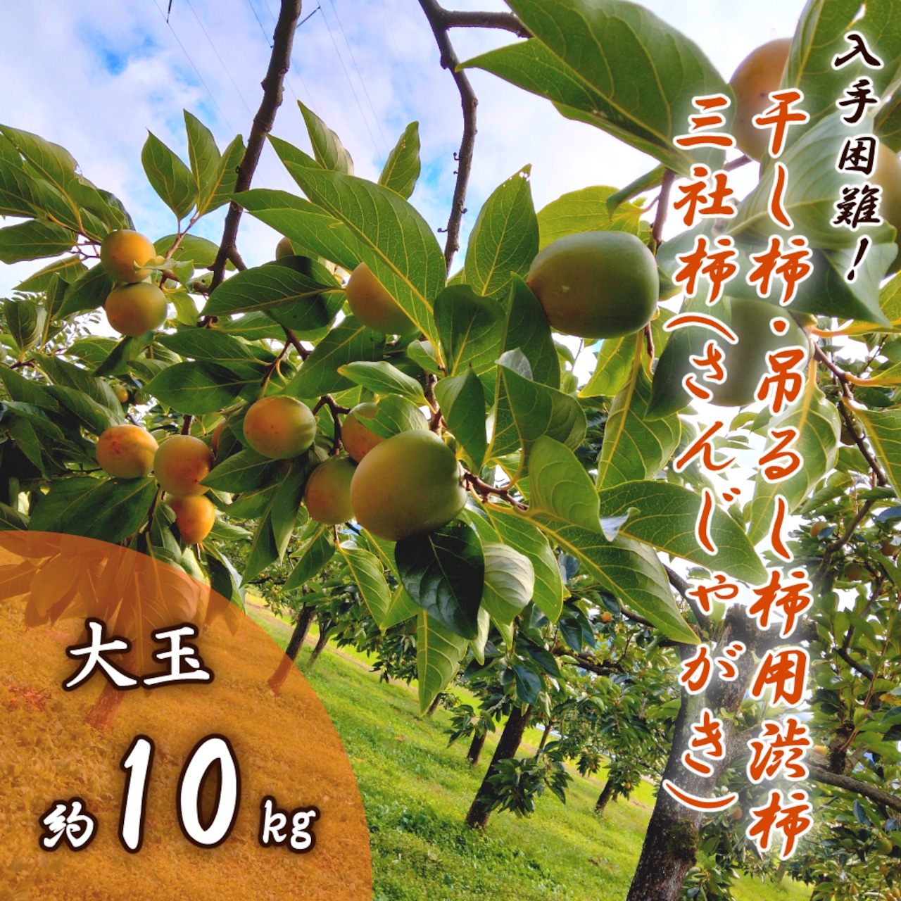 【三社柿の魅力】南砺市だけで育つ特別な渋柿