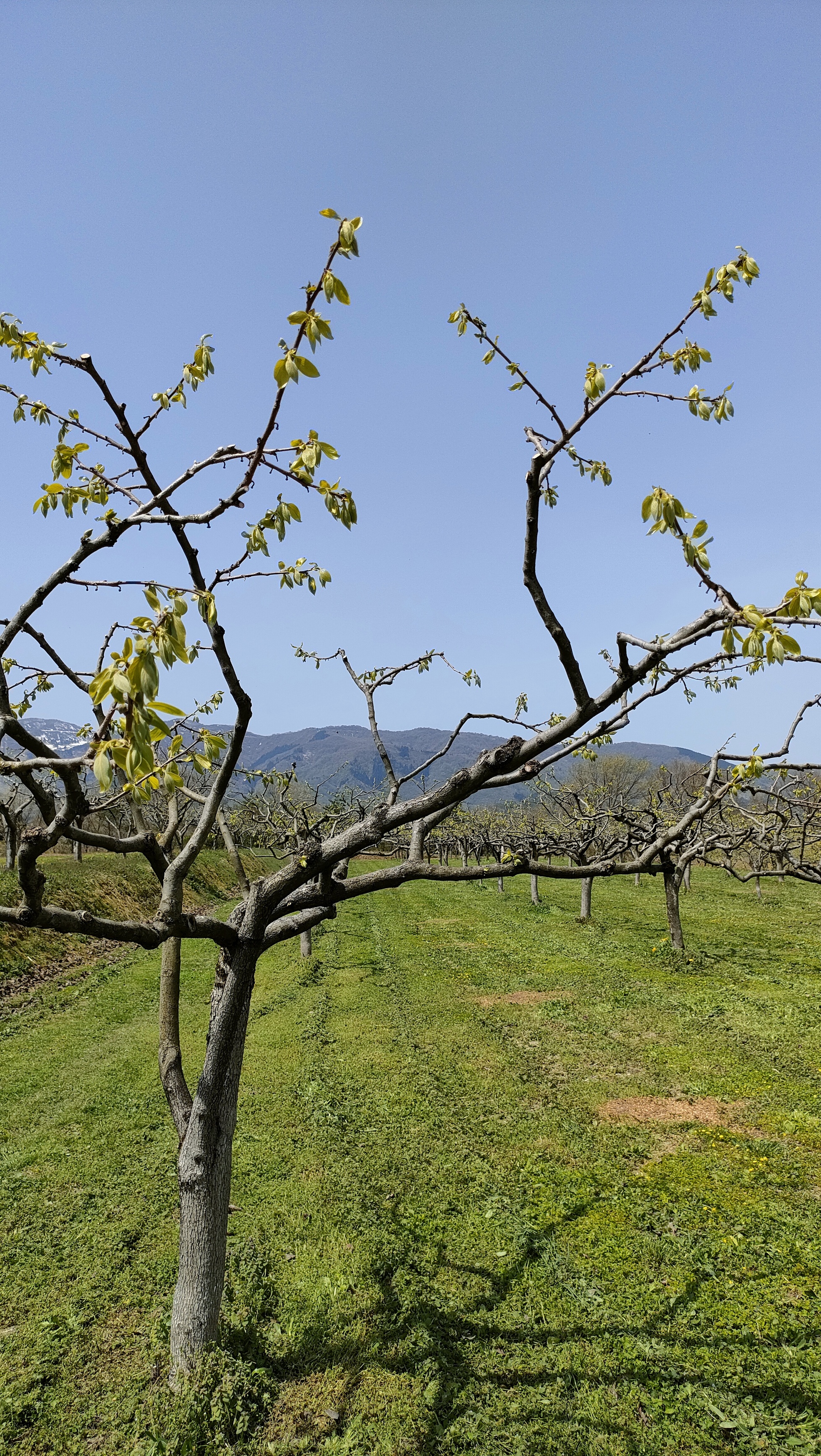 ぶどうは14品種準備させていただきます😄