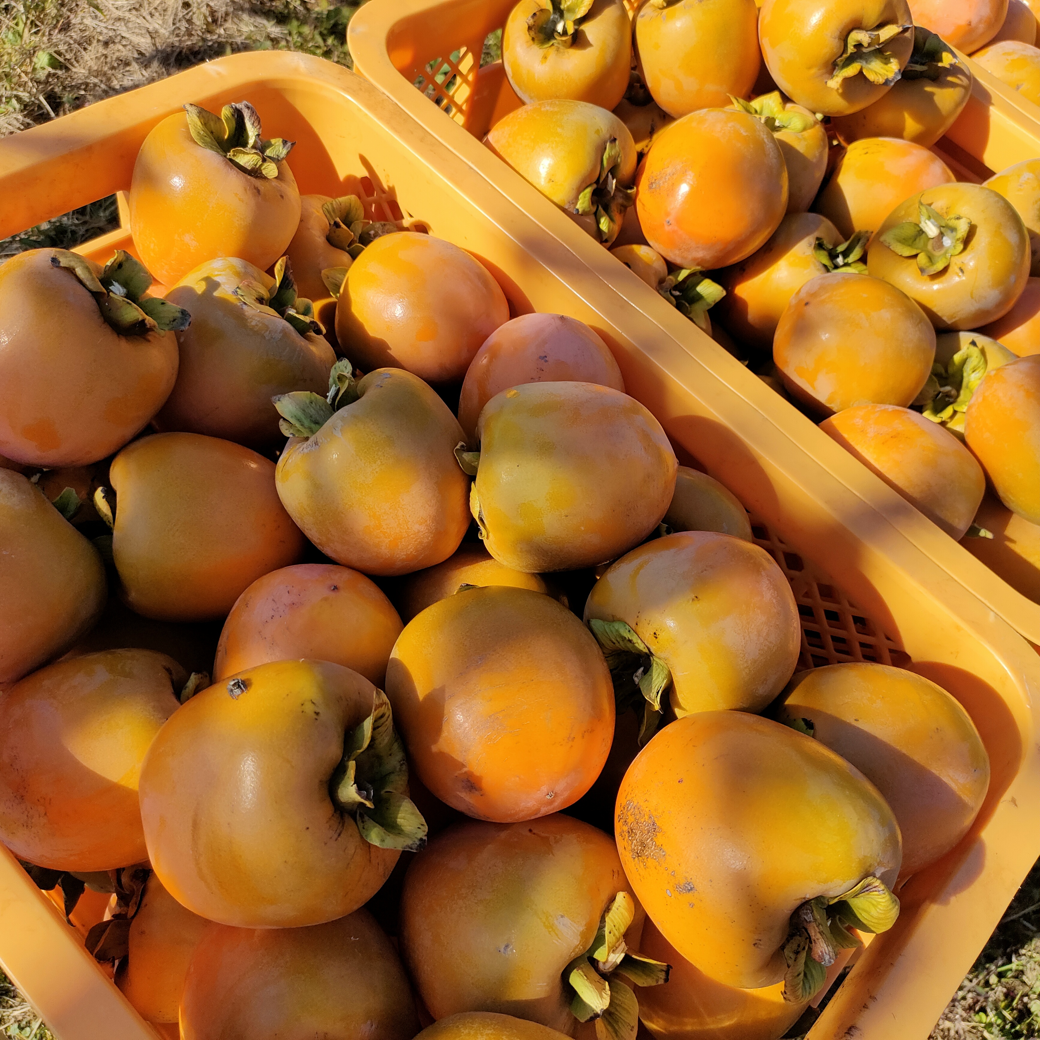 DIY干し柿用の生柿の販売は11/9あたりで終了します！