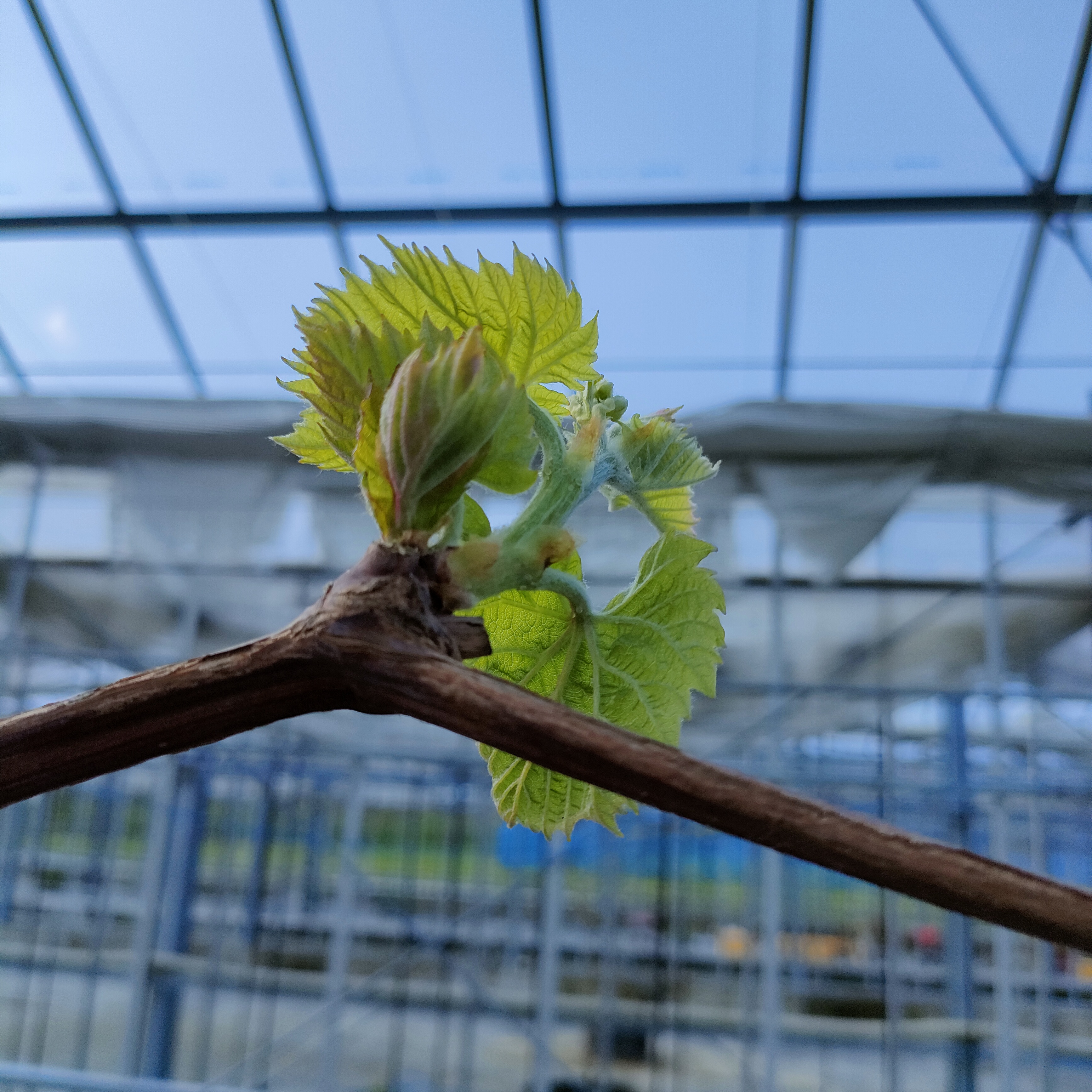 今年は生育スタートが早いです😄