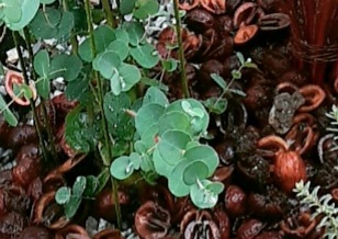 新メンバーのユーカリです🍀