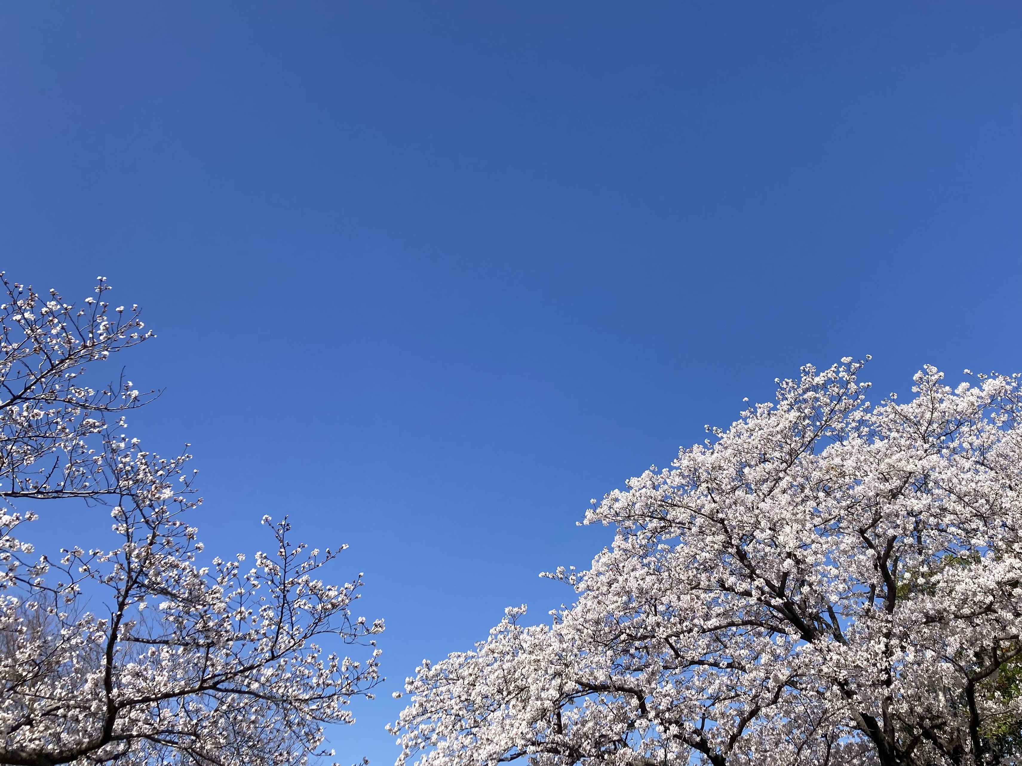 春休みの思い出