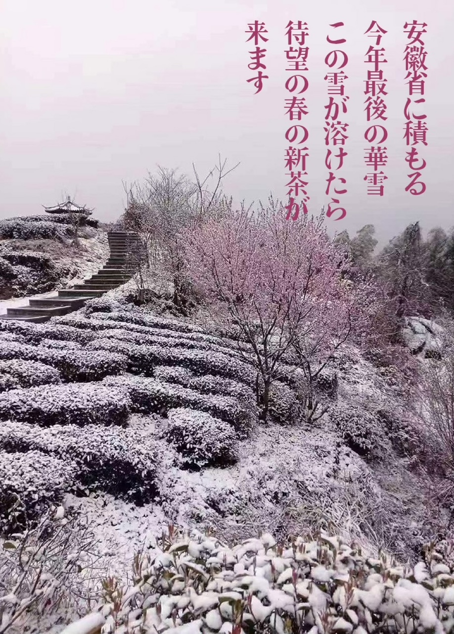 今年もこの季節がやってきた——2025年中国緑茶、続々到着