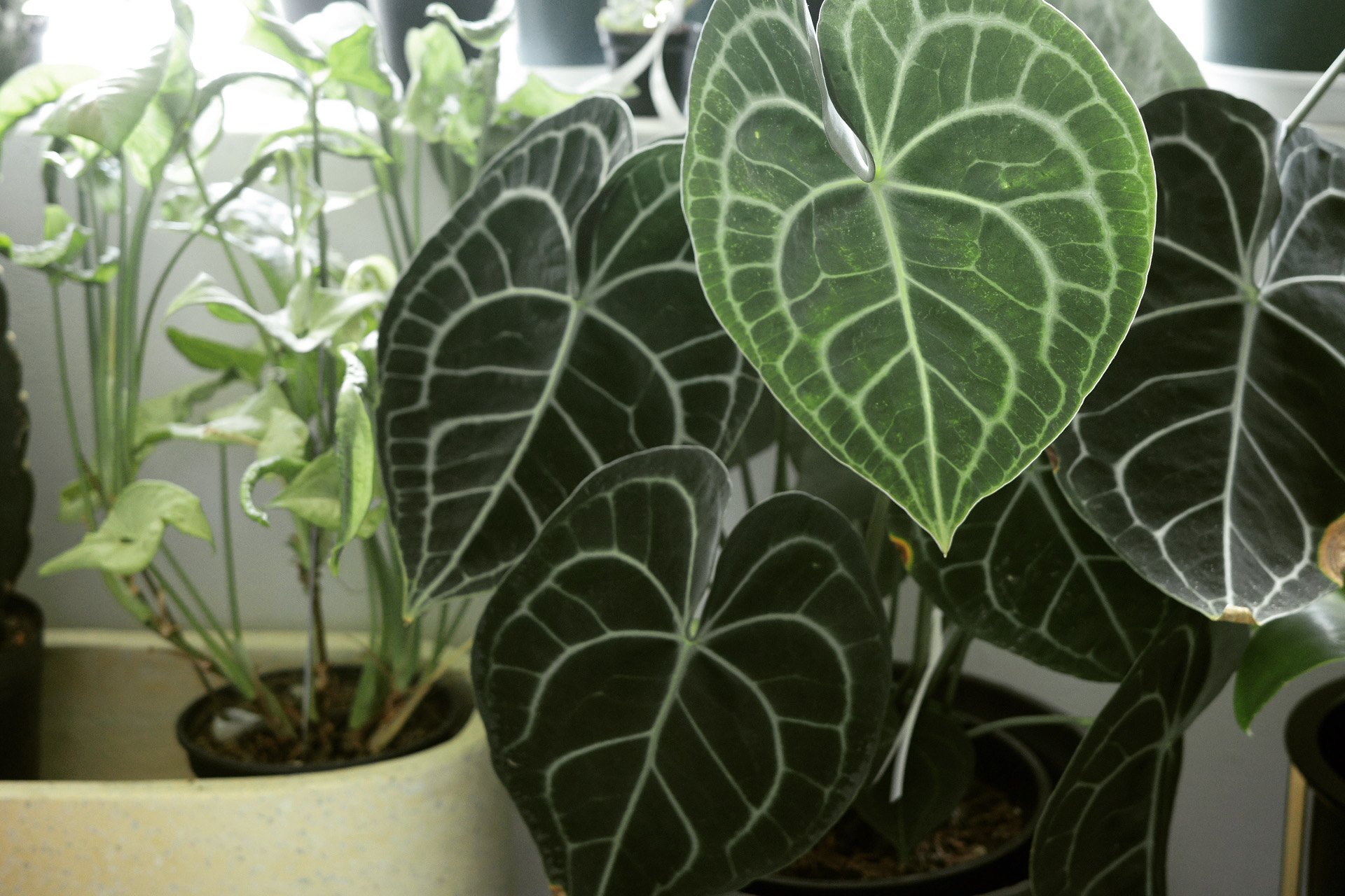 植物の育て方はこちら