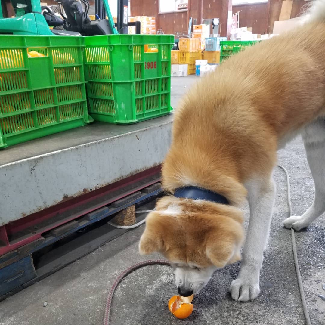 看板犬