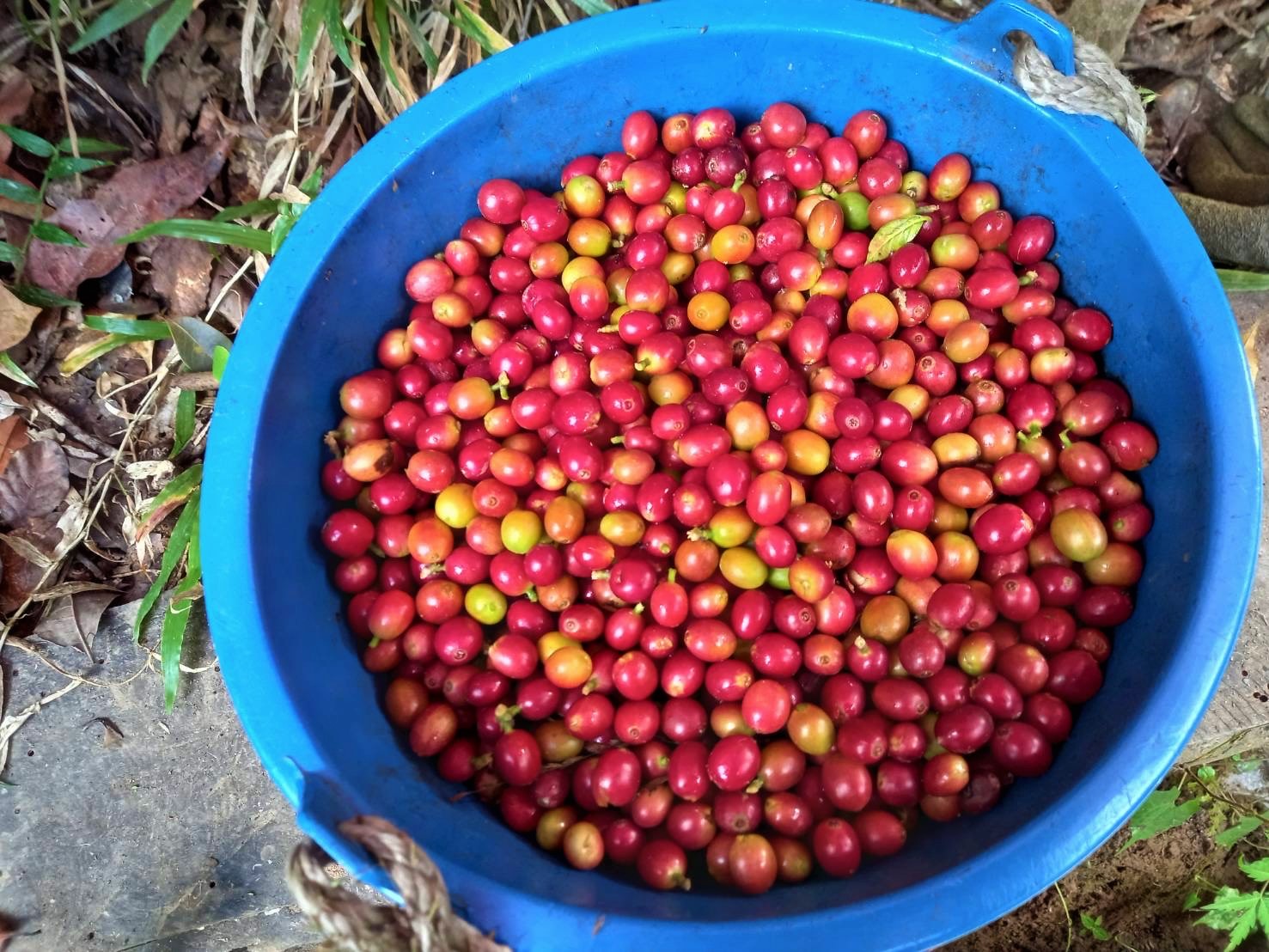 バノークコーヒーの収穫