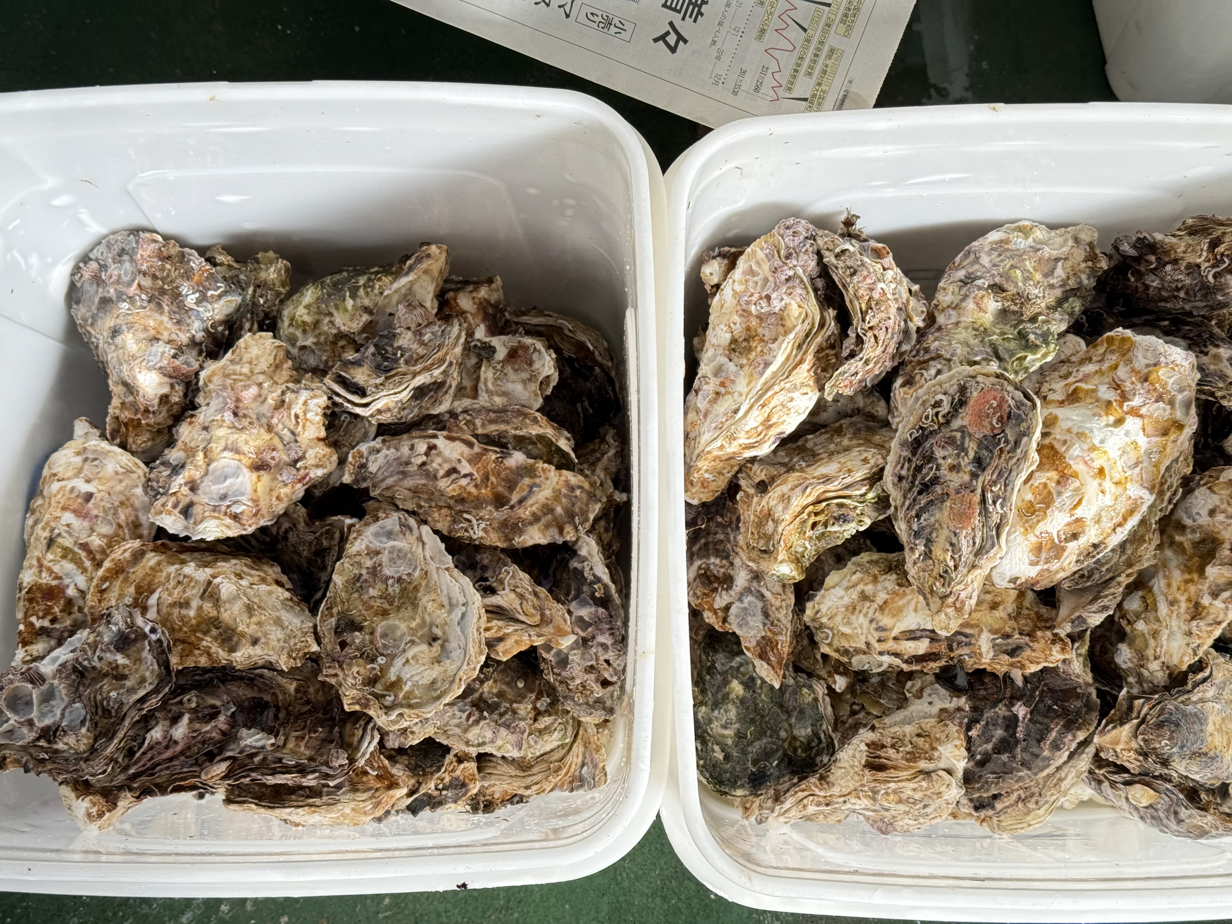 殻付き牡蠣もどしどし発送しております！