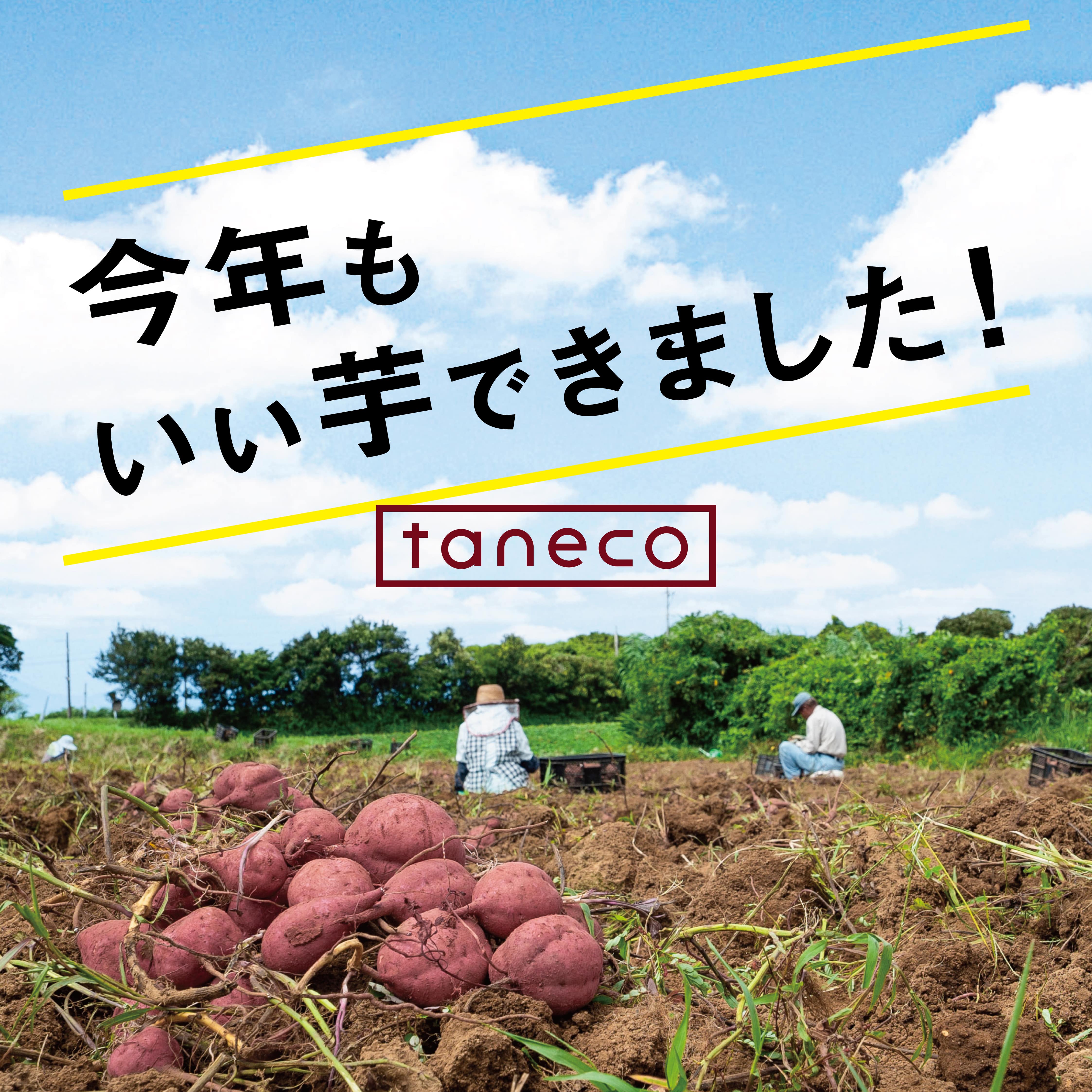 今年も いい芋できました！ 2024年11月7日より今季の販売を開始いたします！