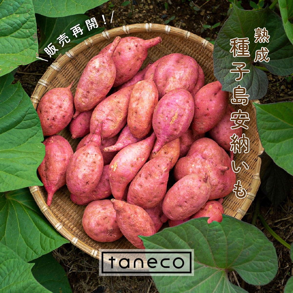 『taneco 熟成 種子島安納いも』販売再開！