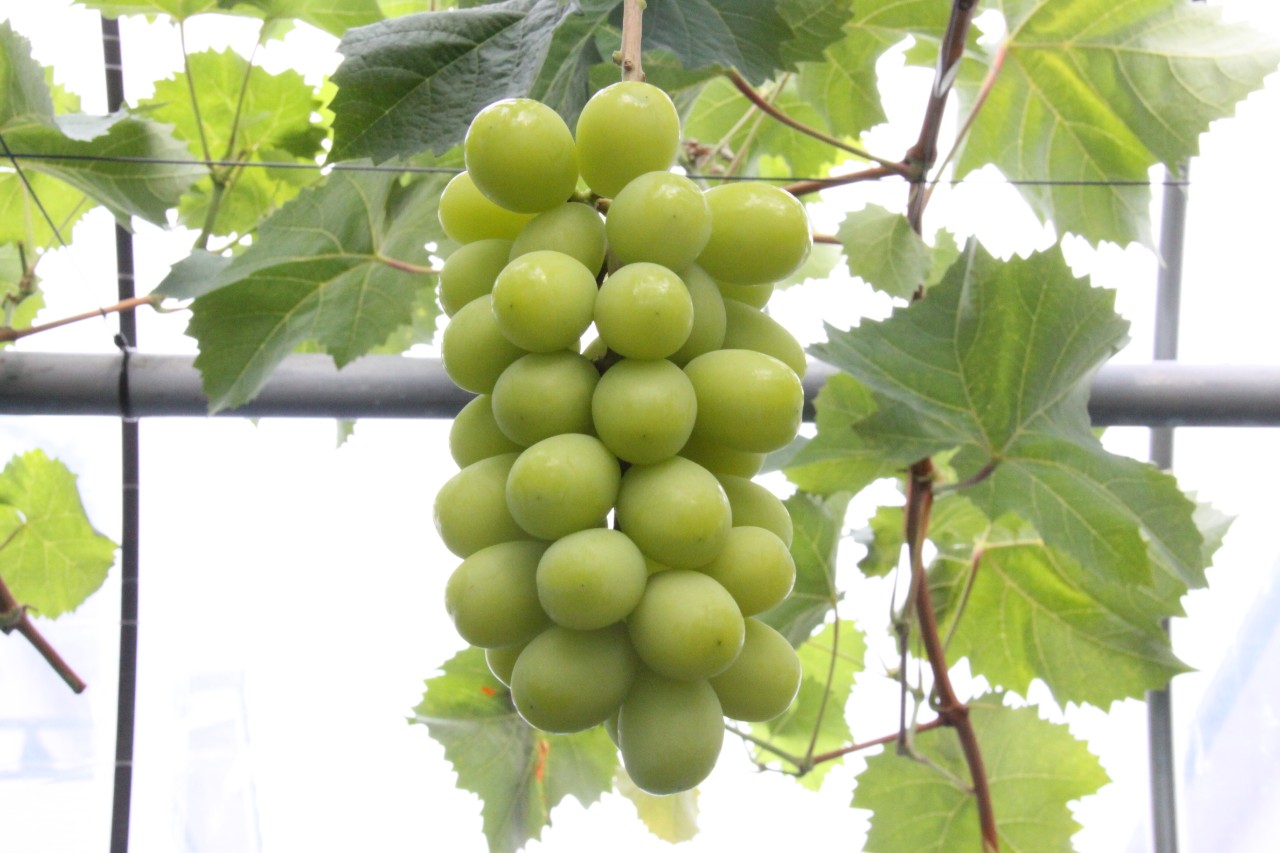 もうすぐ収穫開始