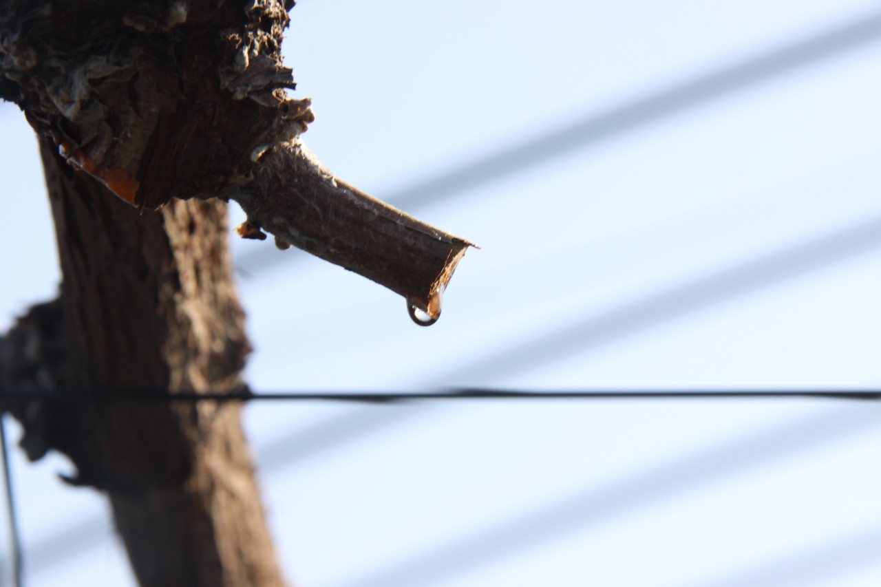 葡萄の目覚め。