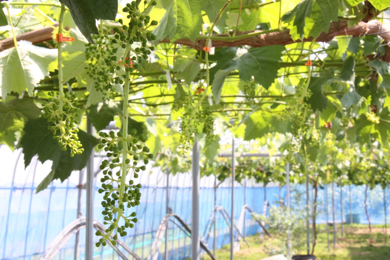 ジベレリンとフルメット🍇