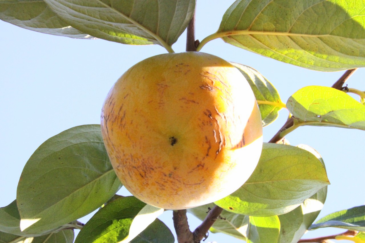 太秋柿の収穫始め。