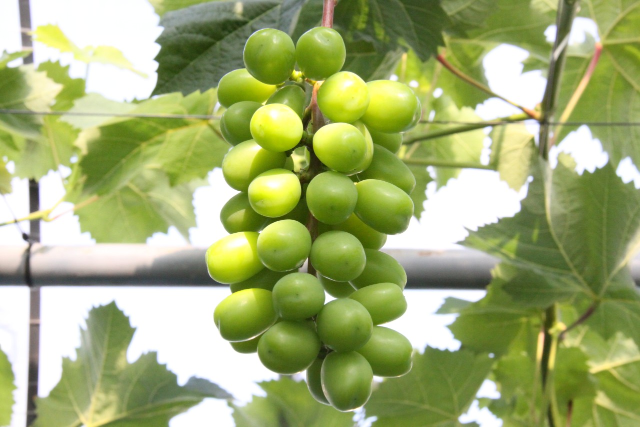 ぶどうの近況🍇