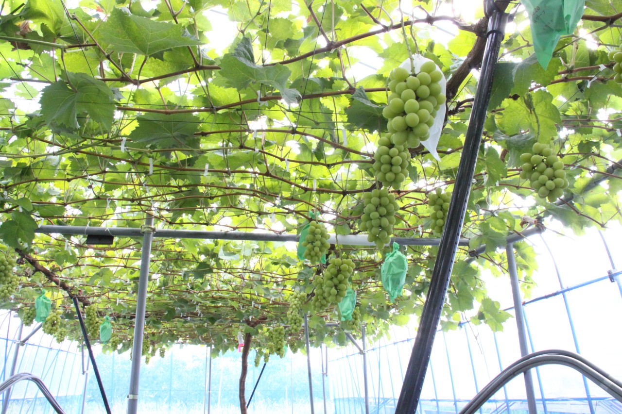 ぶどうの収穫もあと少し。