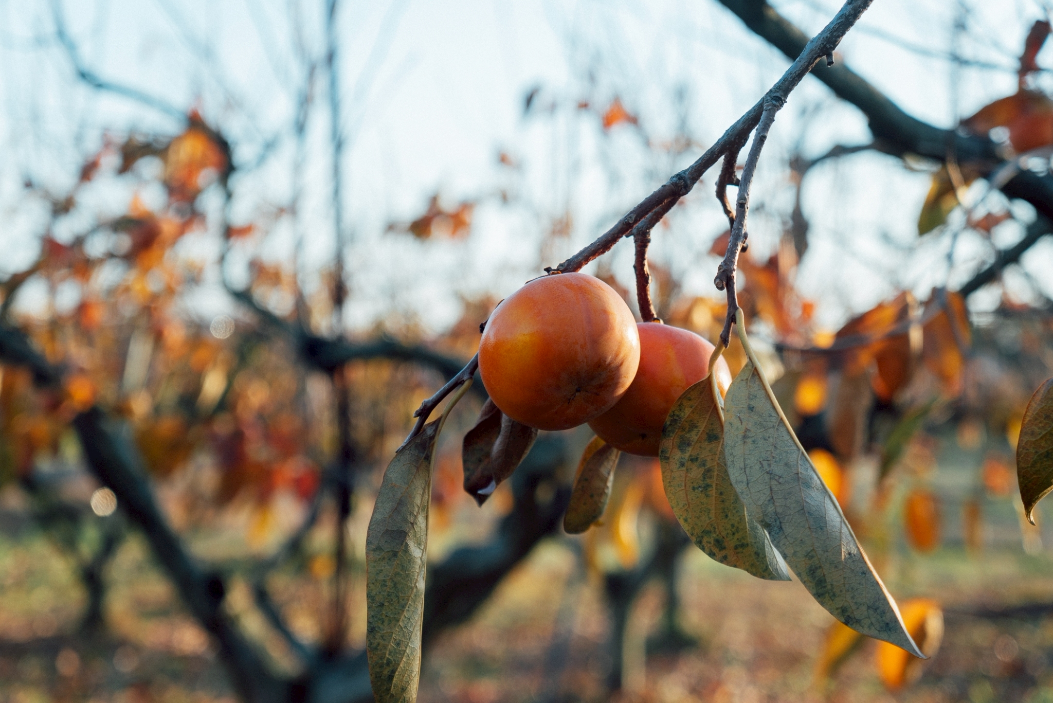 収穫も最終コーナー