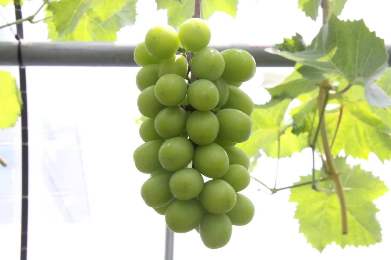前回の投稿から2週間🍇
