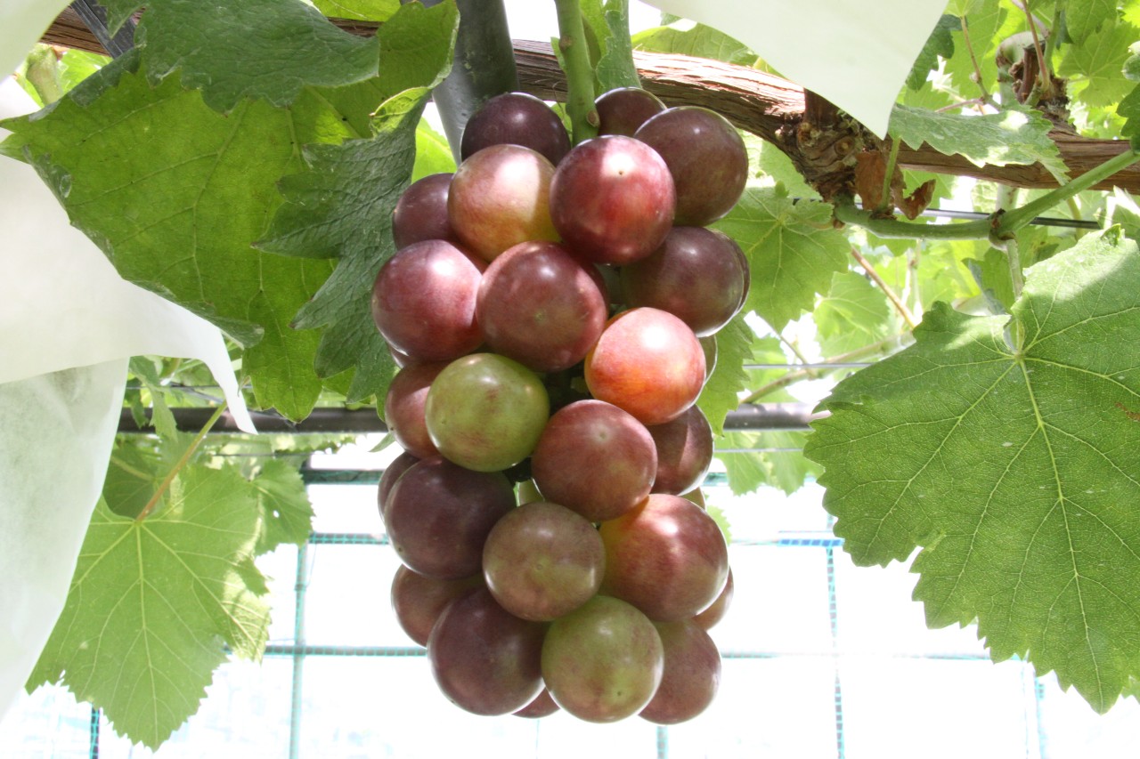 ぶどうの近況報告🍇