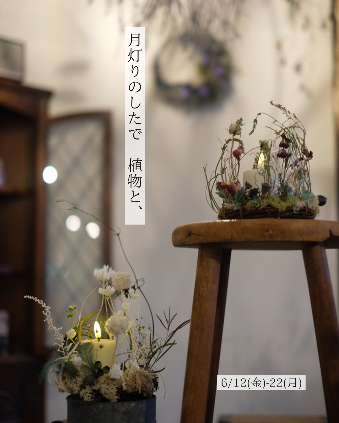 月灯りのしたで　植物と、