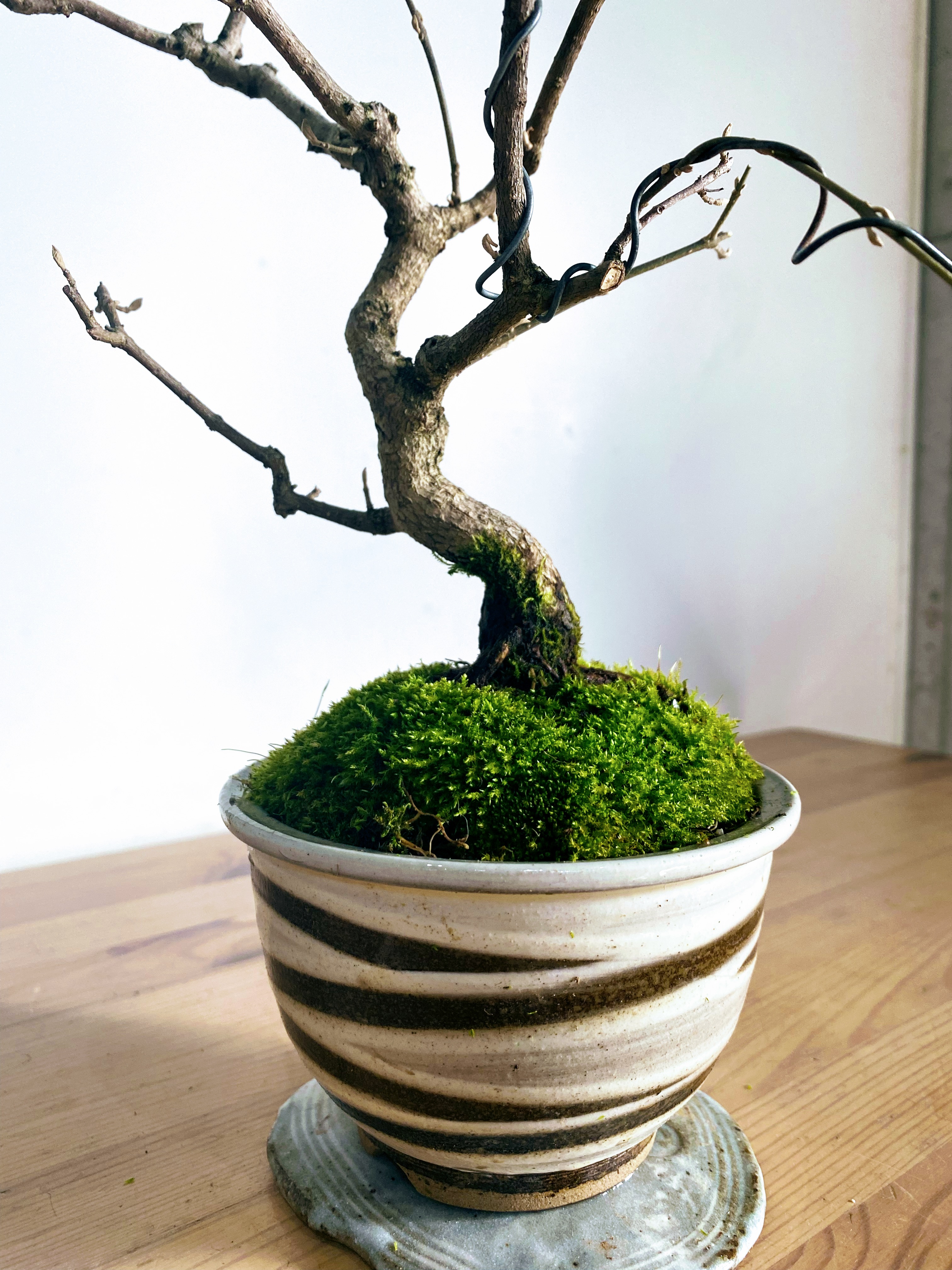 小石原焼の盆栽鉢
