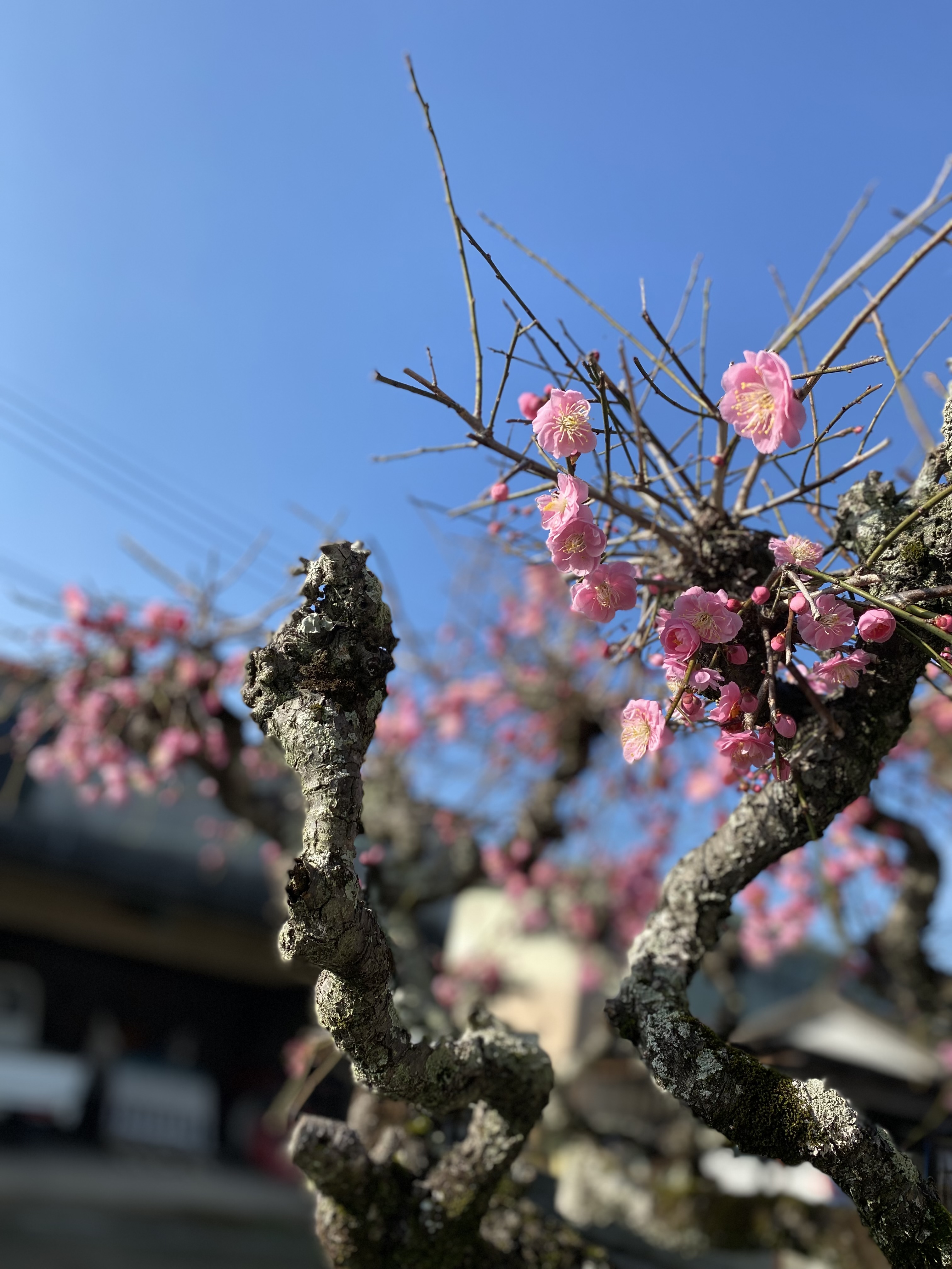 春の足音。。