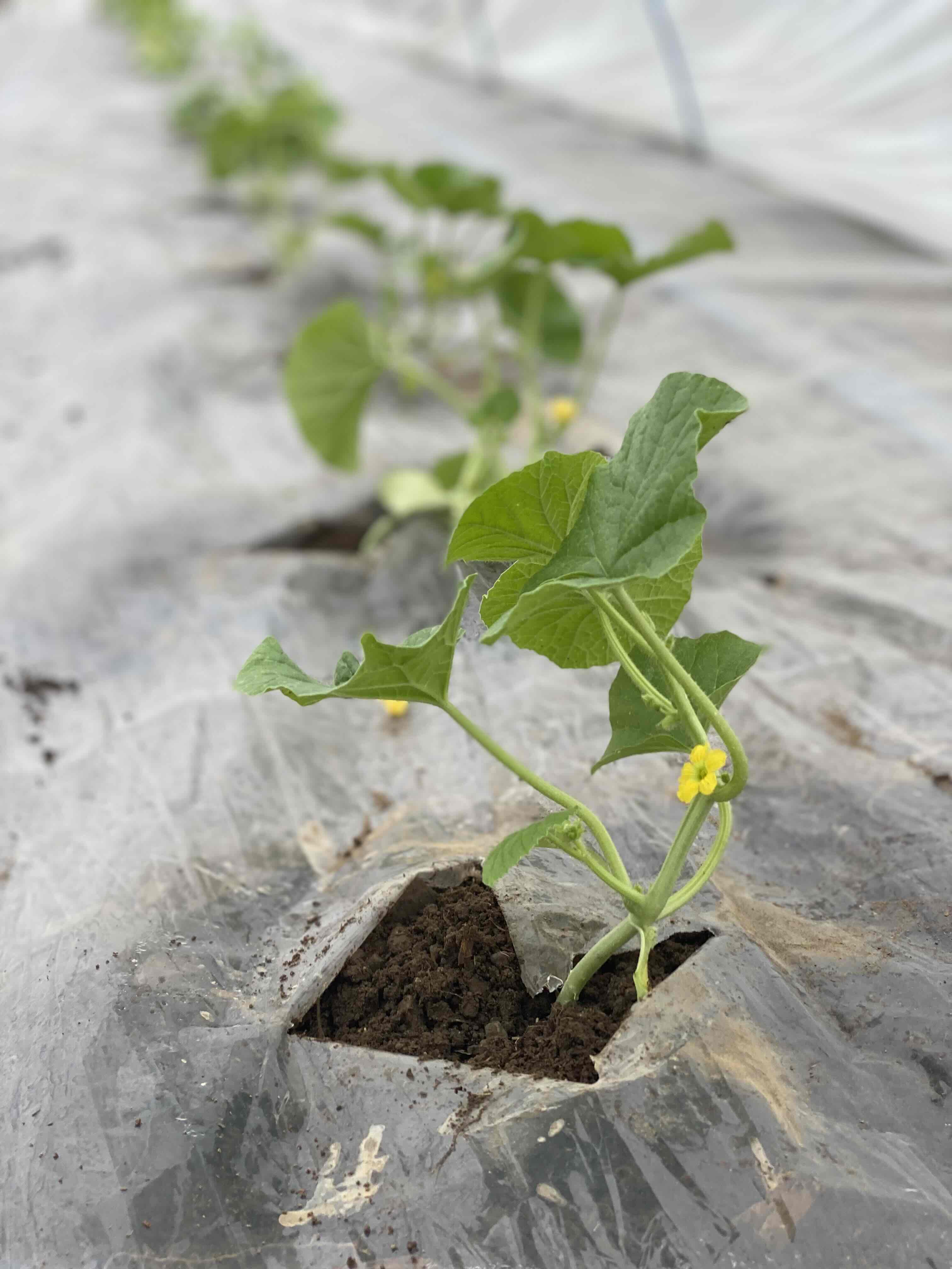 熊本ブランドメロン、まずは定植スタート！