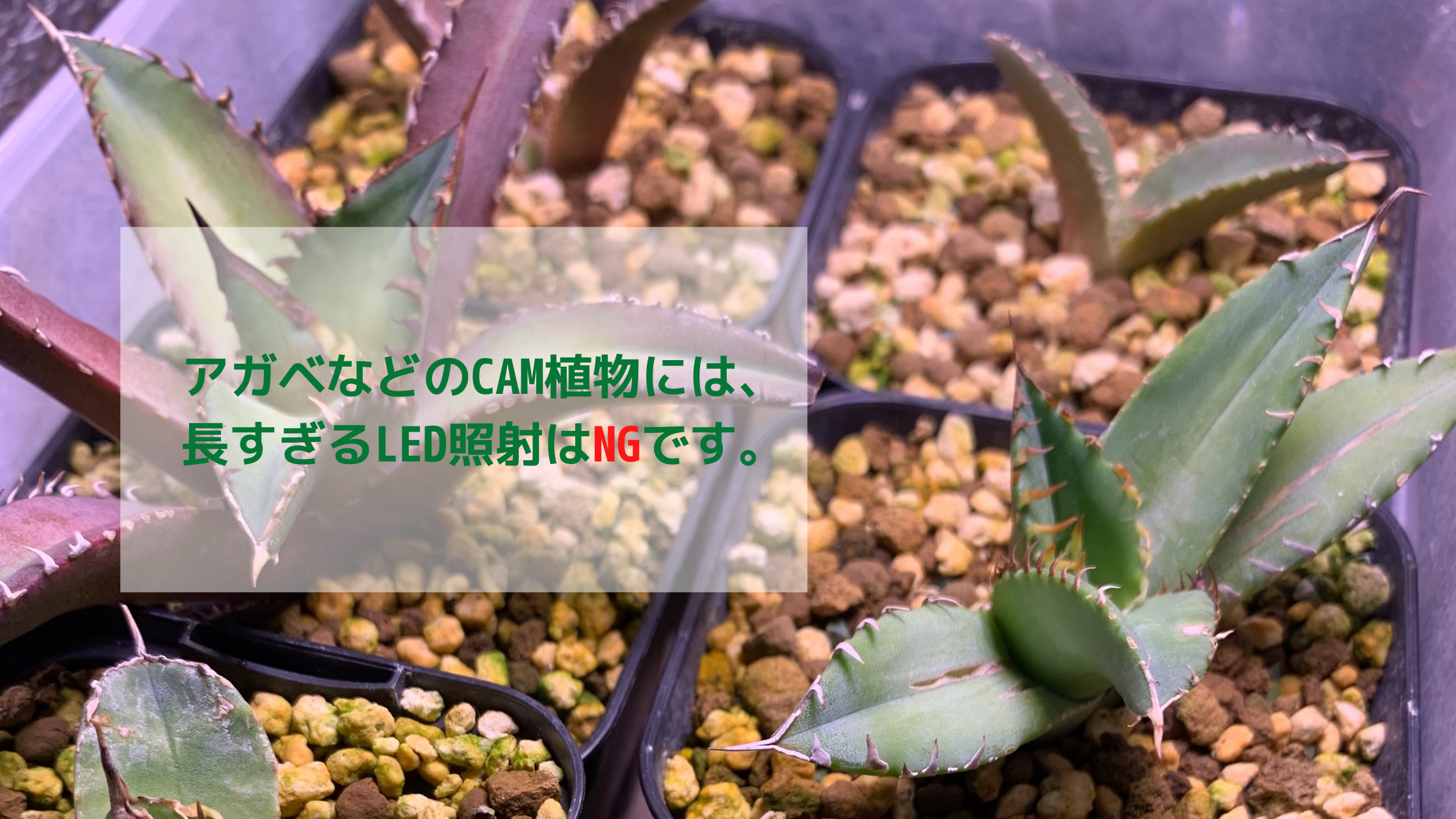 アガベはCAM植物なので、LEDの照射時間が長すぎるのはNGです。
